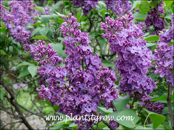 The flowers are called botanically a panicle.